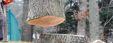 Best Commercial Tree Services  in Gilmer, TX