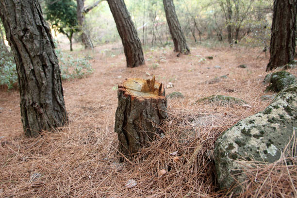 How Our Tree Care Process Works  in  Gilmer, TX