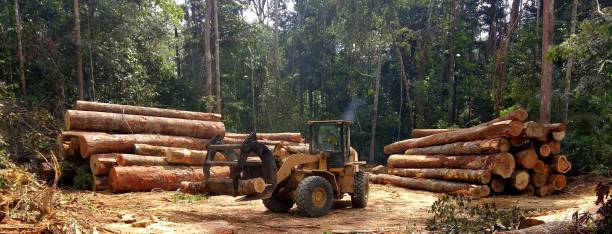 Best Tree Health Inspection  in Gilmer, TX