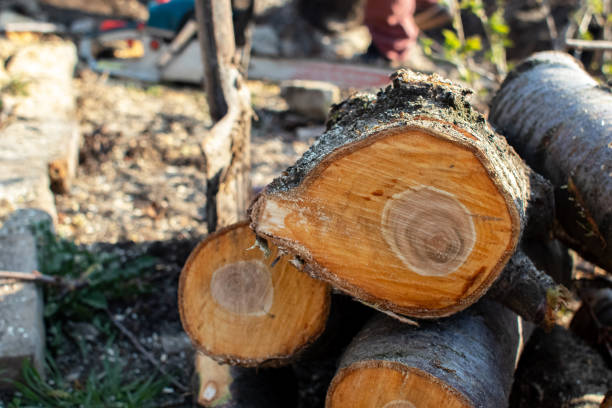 How Our Tree Care Process Works  in  Gilmer, TX