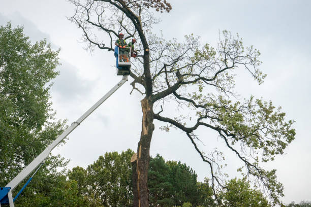 Best Tree Mulching  in Gilmer, TX