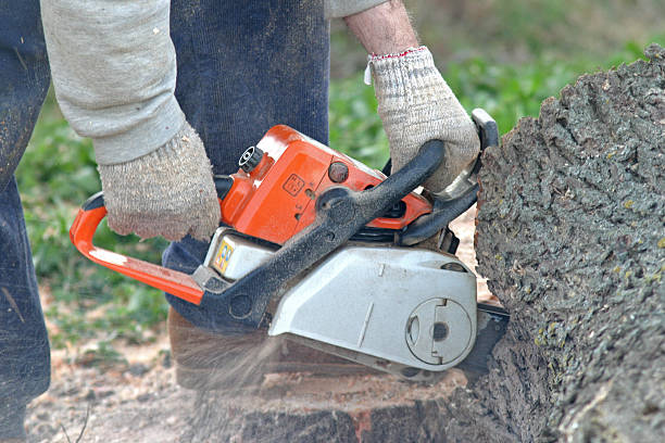 Professional Tree Care in Gilmer, TX