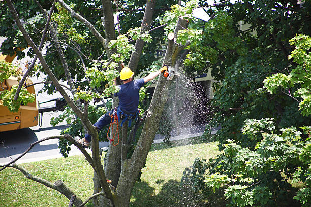 Trusted Gilmer, TX Tree Care Experts